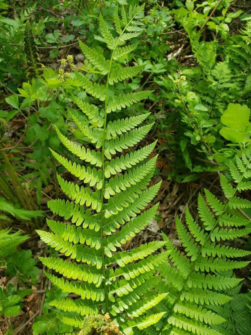 Osmundastrum cinnamomeum