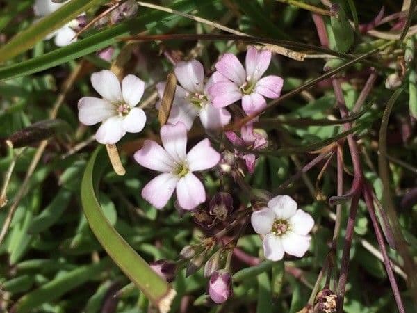 Gypsophila repens