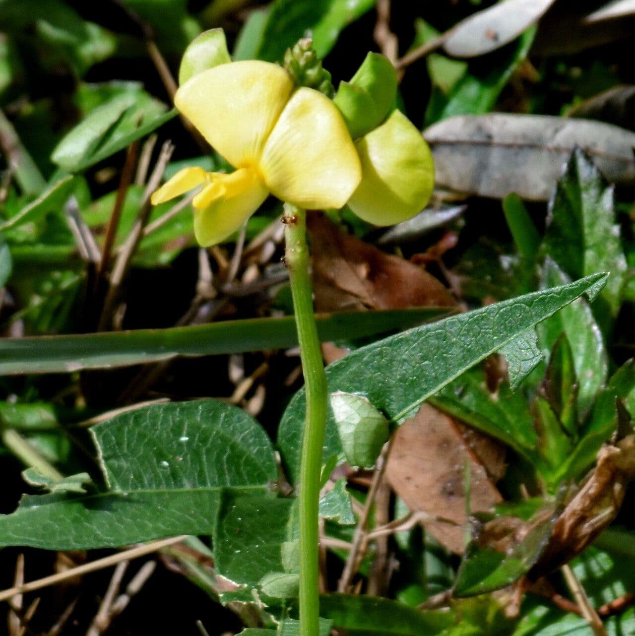 Vigna luteola