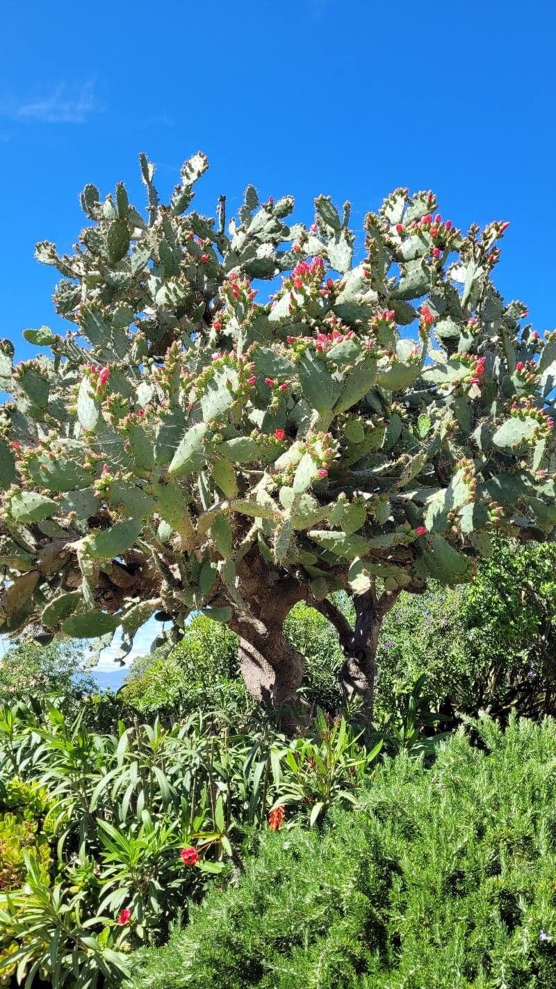 Opuntia tomentosa