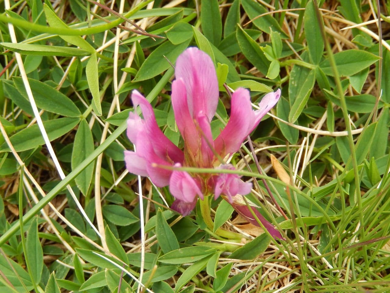 Trifolium alpinum