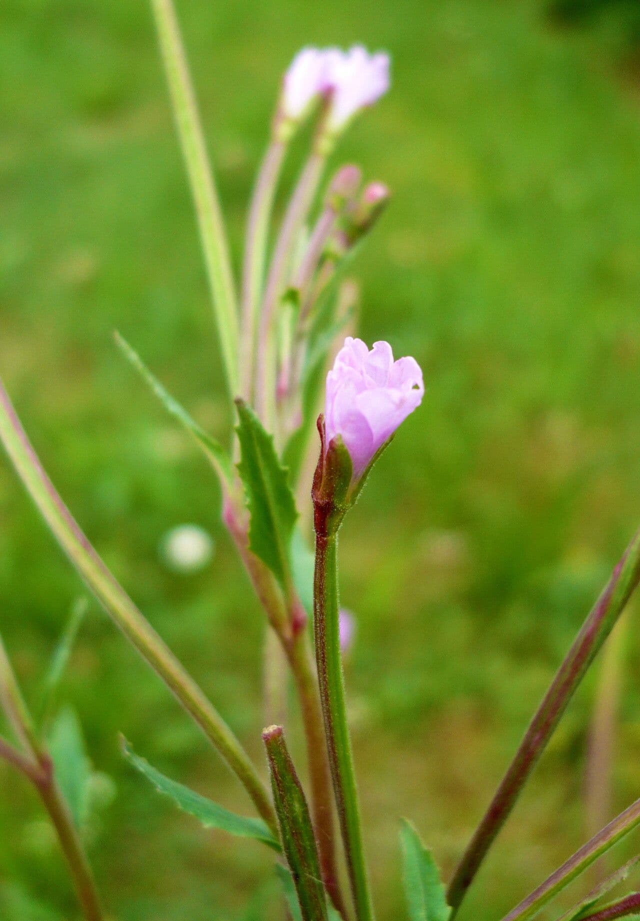 Epilobium parviflorum