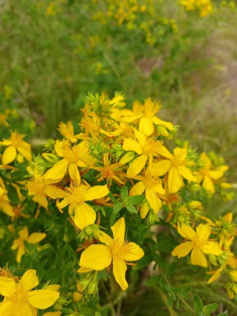 Hypericum perforatum