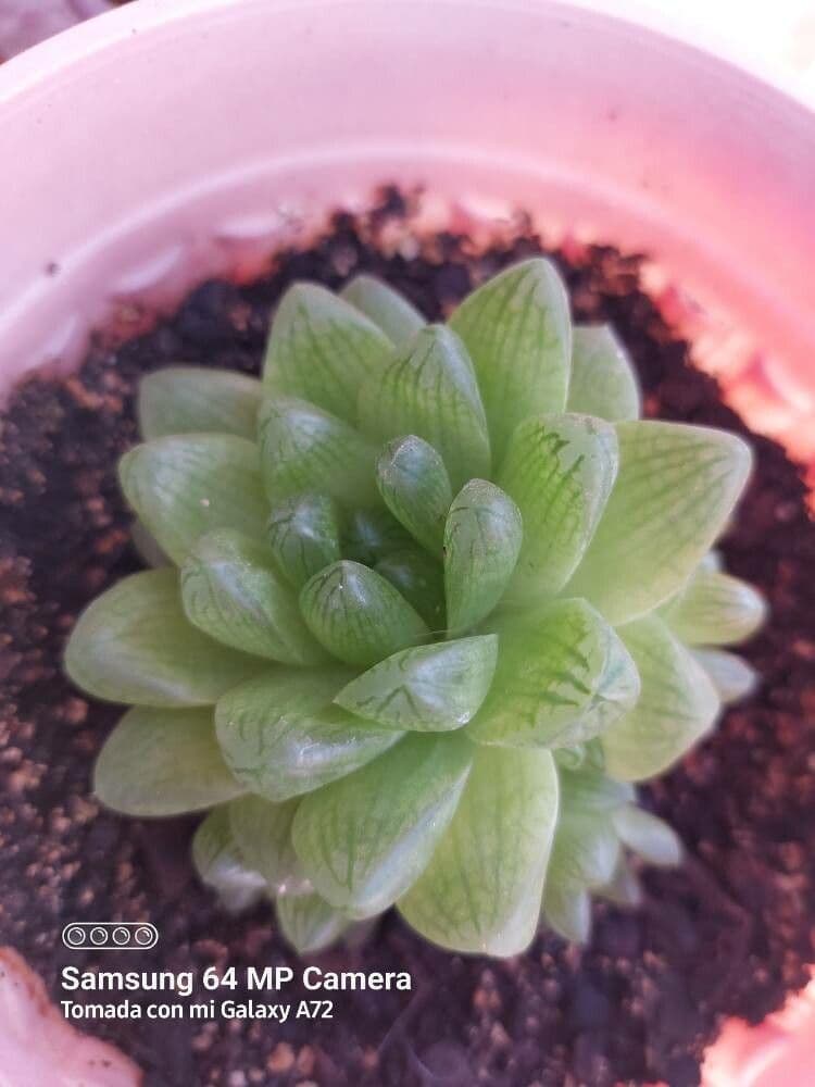 Haworthia cooperi