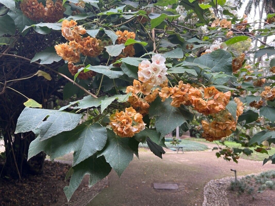 Dombeya burgessiae