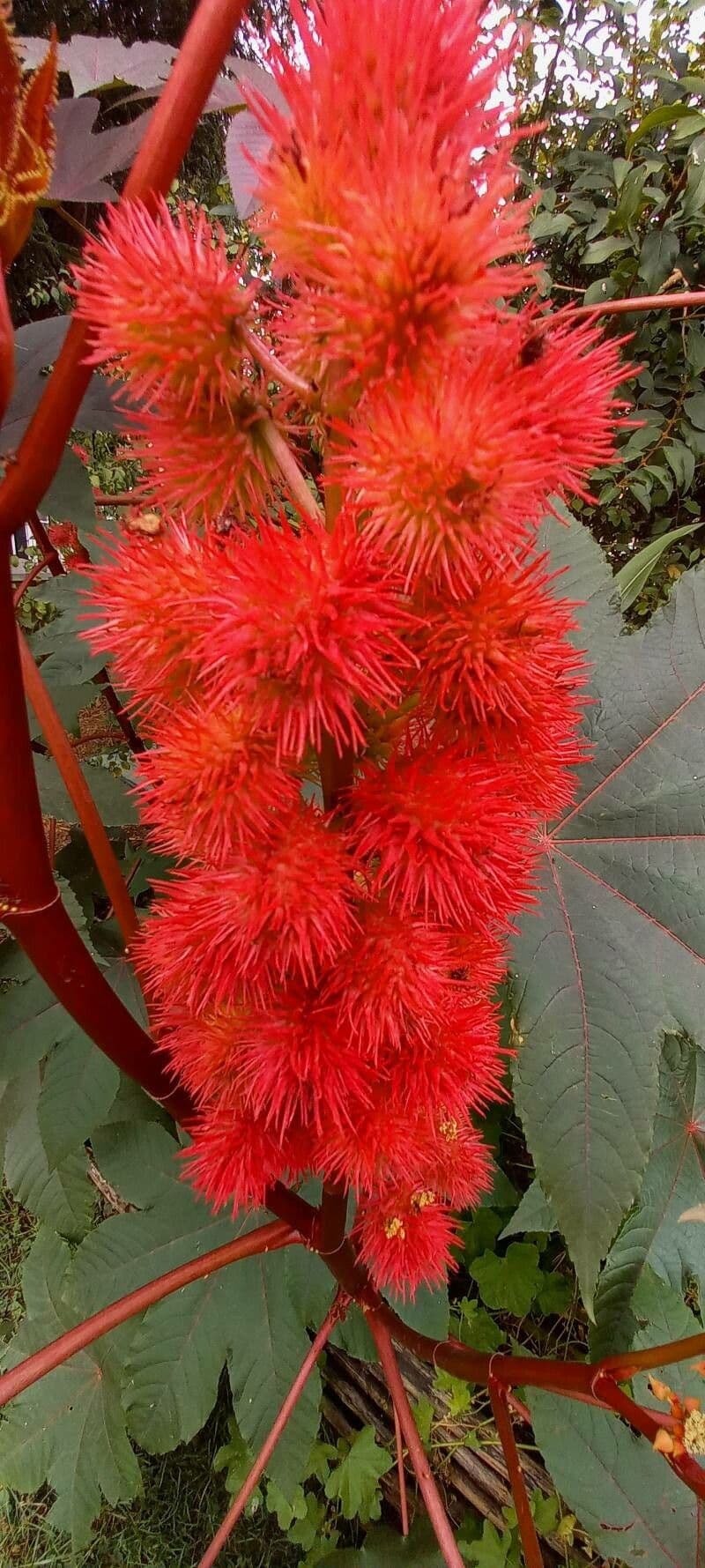 Ricinus communis