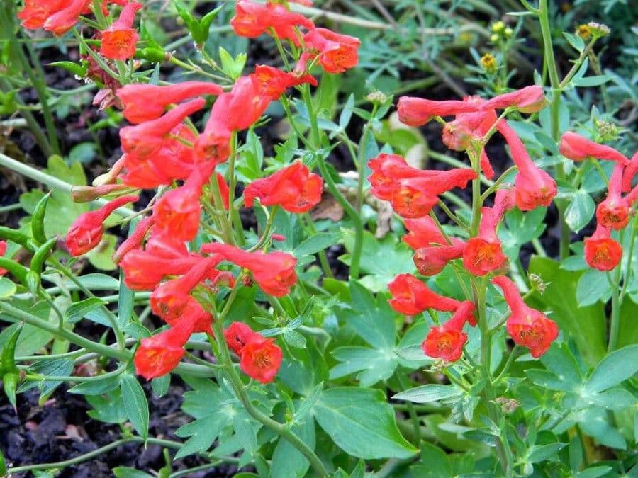 Delphinium cardinale