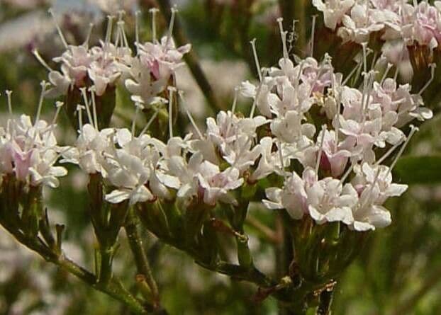 Valeriana montana