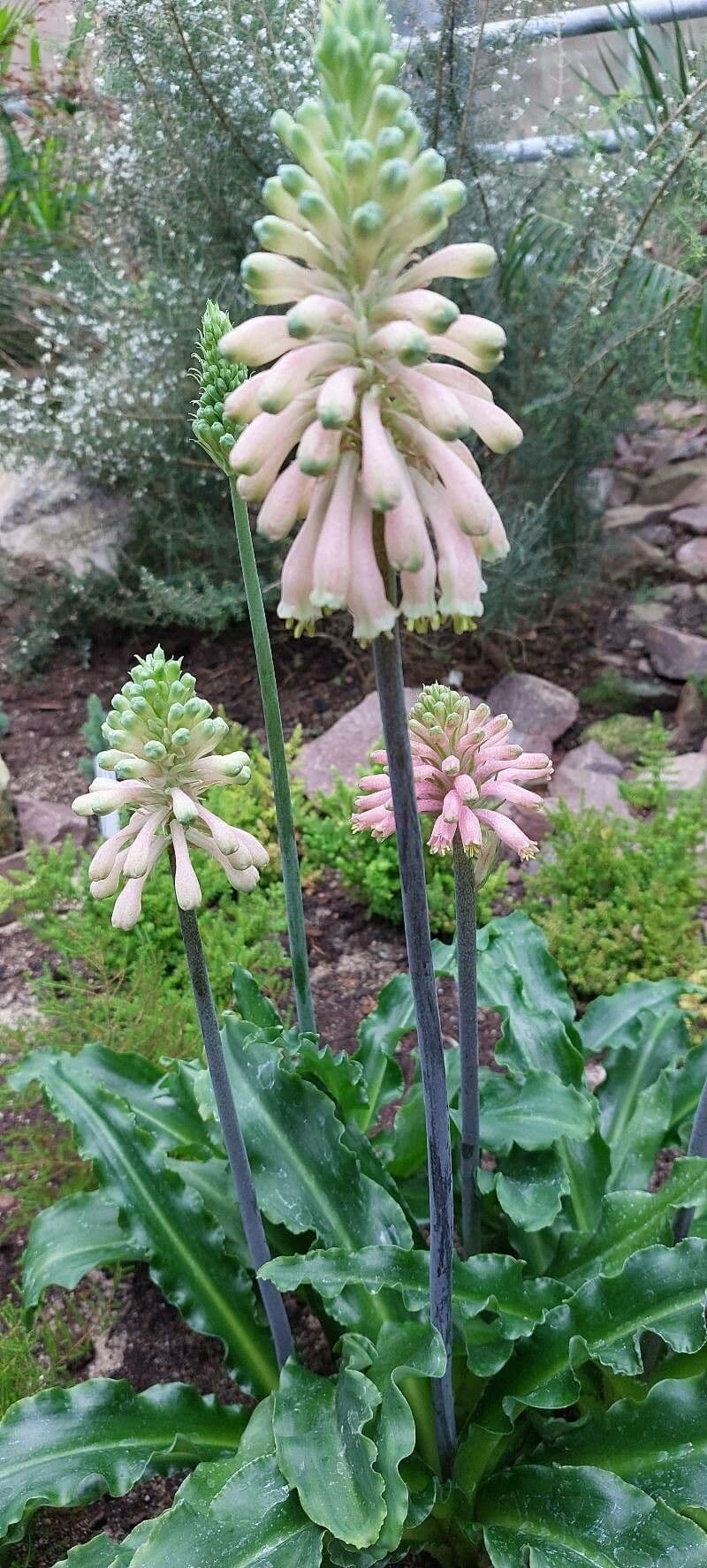 Veltheimia bracteata