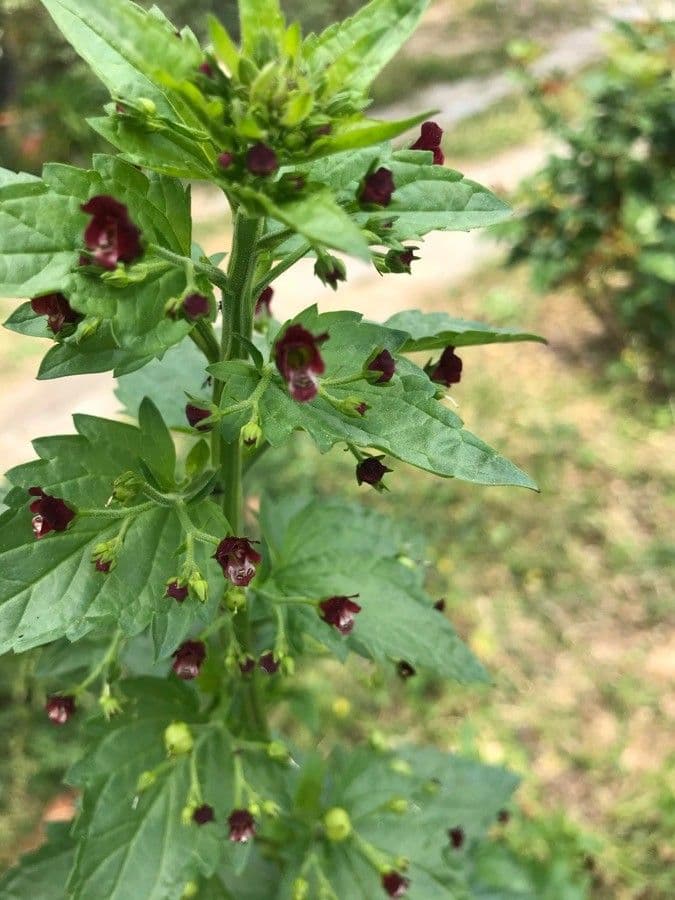 Scrophularia peregrina
