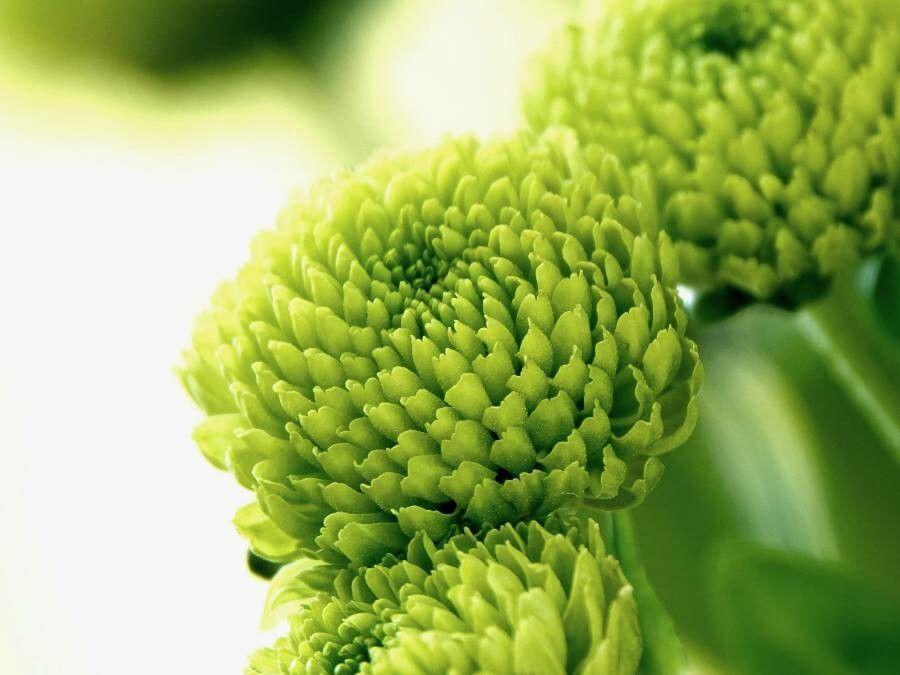 Chrysanthemum indicum