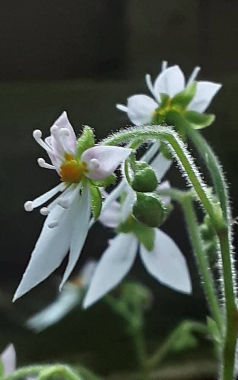 Saxifraga stolonifera