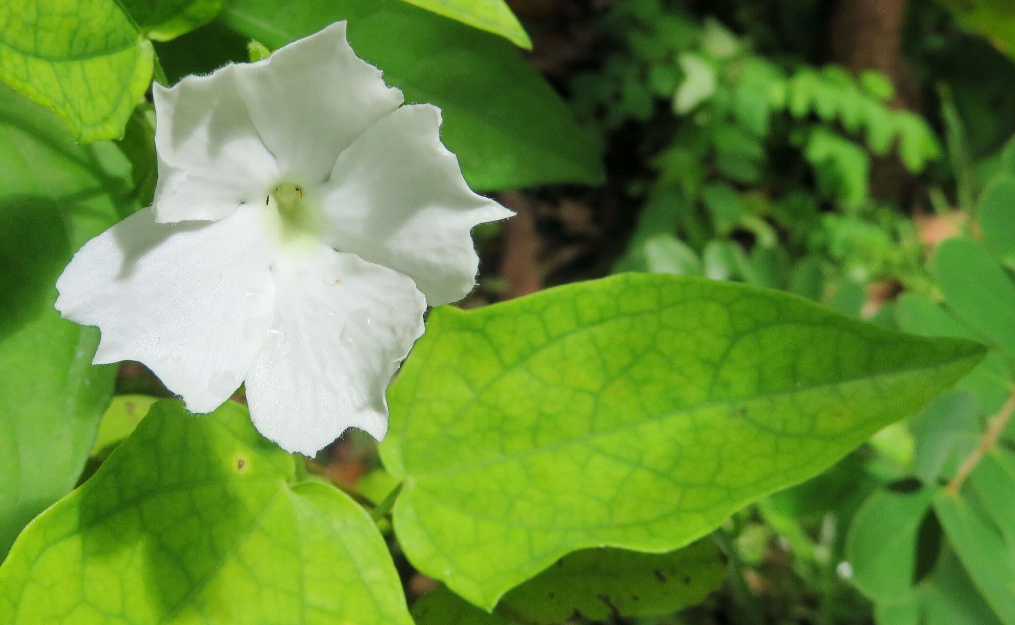 Thunbergia fragrans