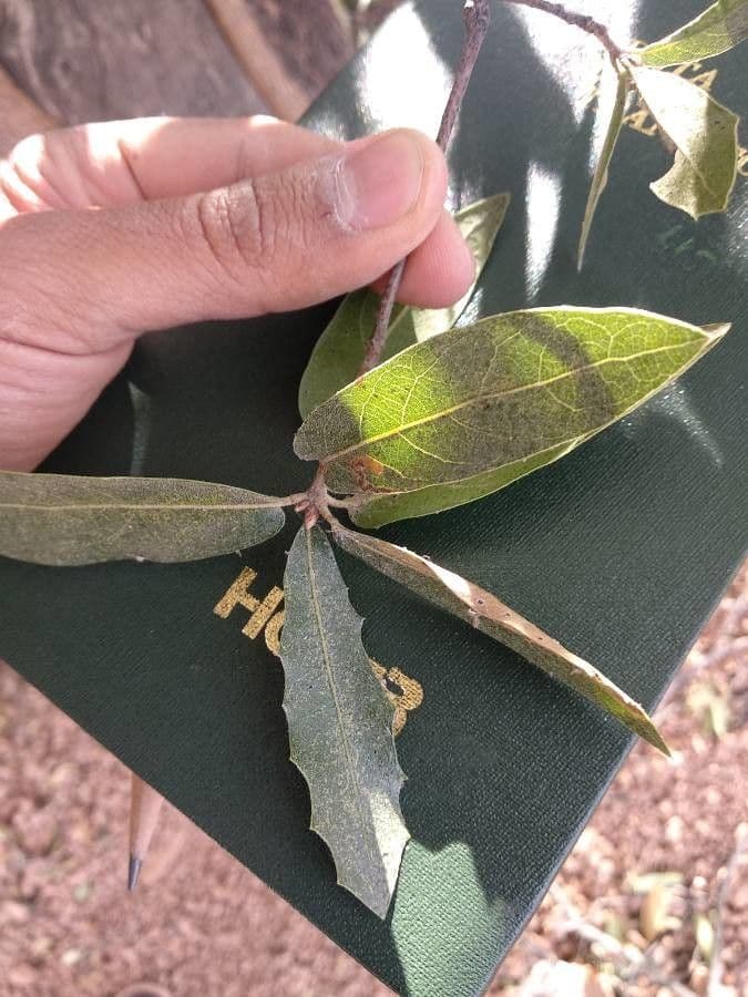 Quercus emoryi