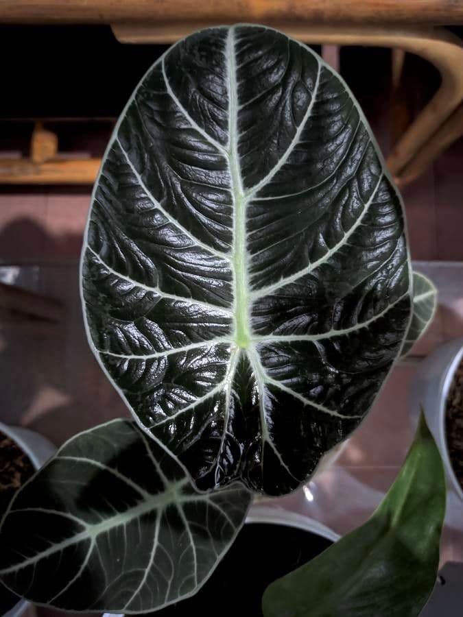 Alocasia reginula