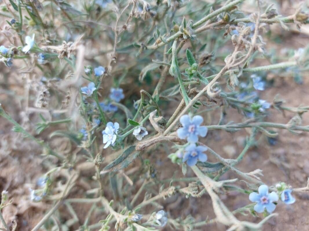 Lappula squarrosa