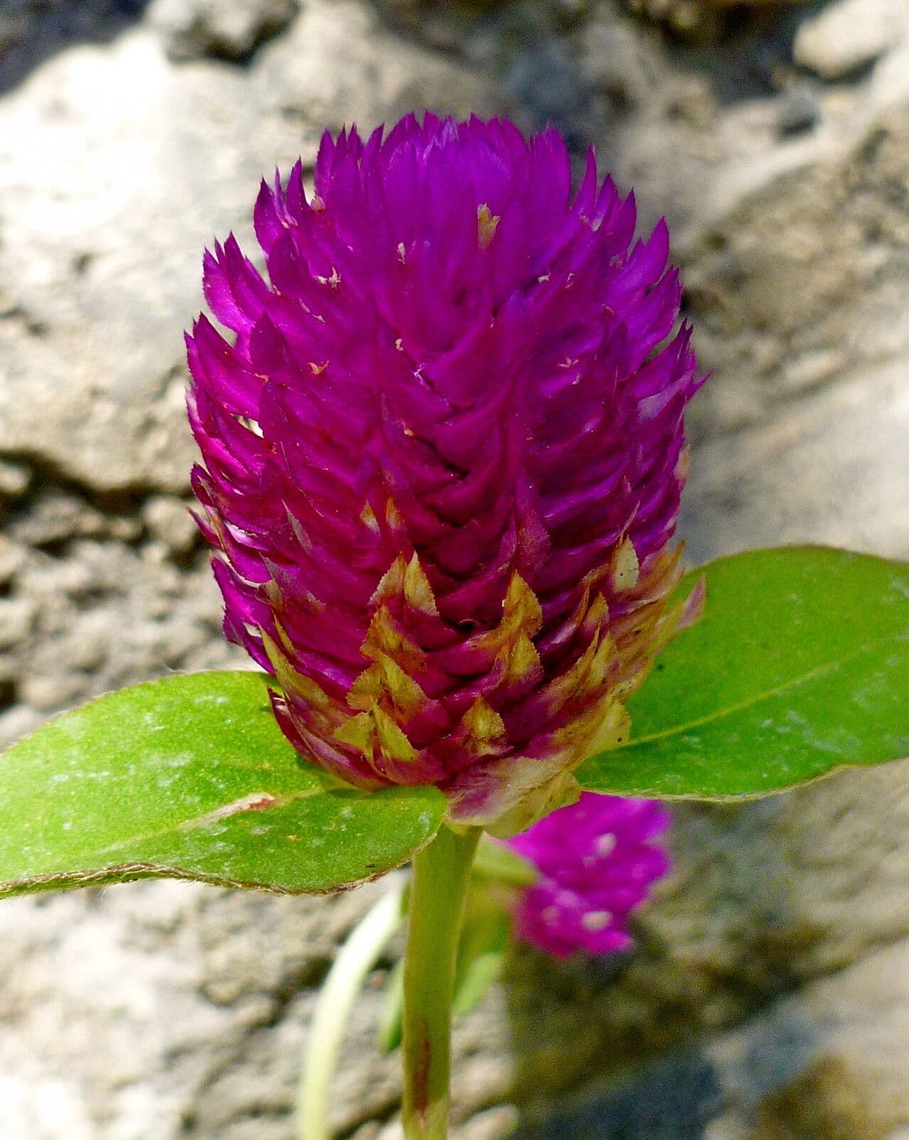 Gomphrena globosa