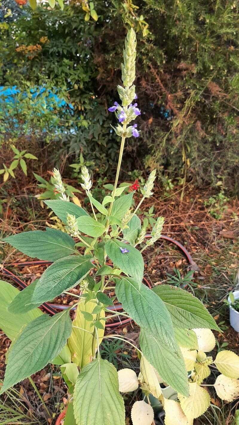 Salvia hispanica