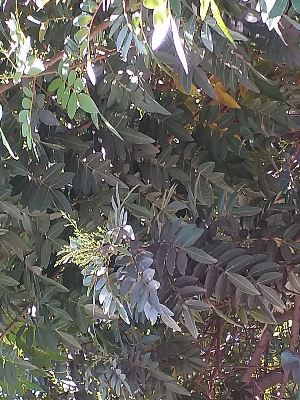 Pistacia atlantica