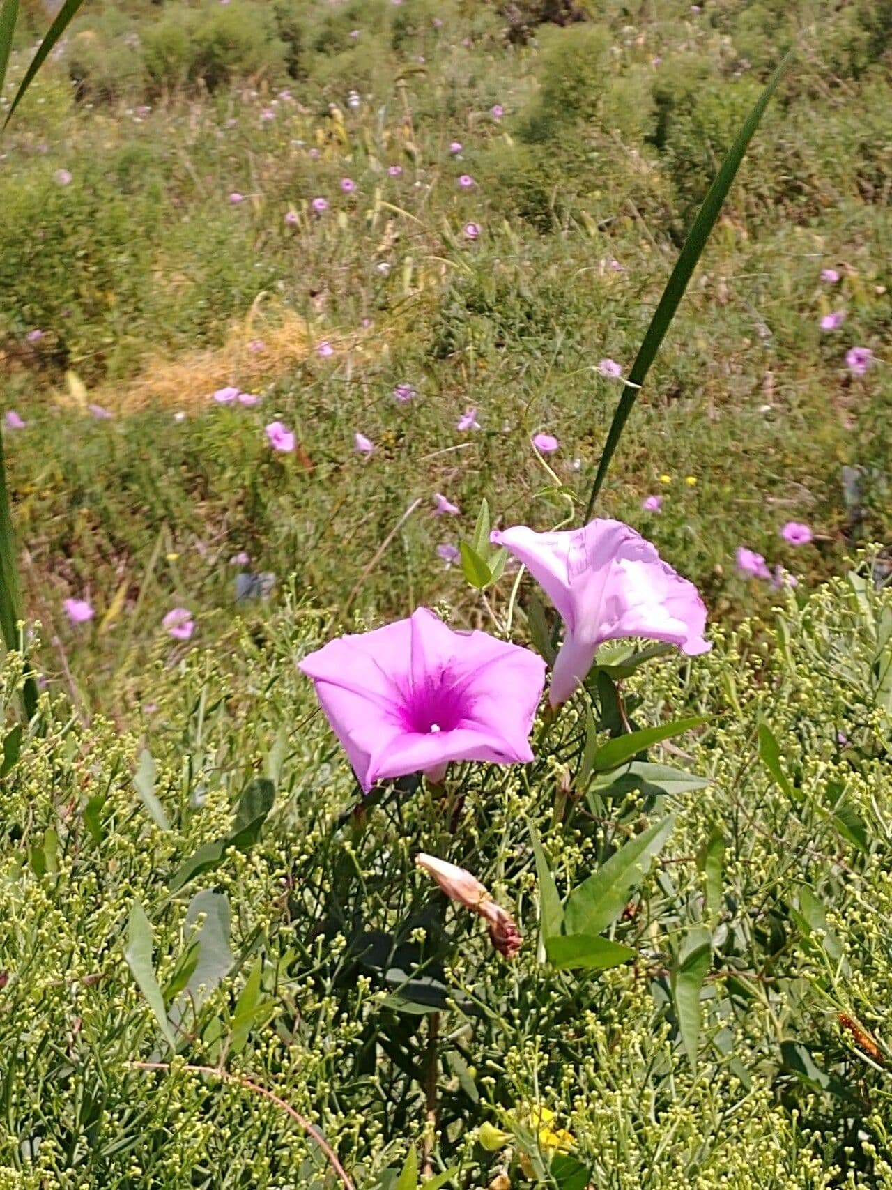 Ipomoea sagittata