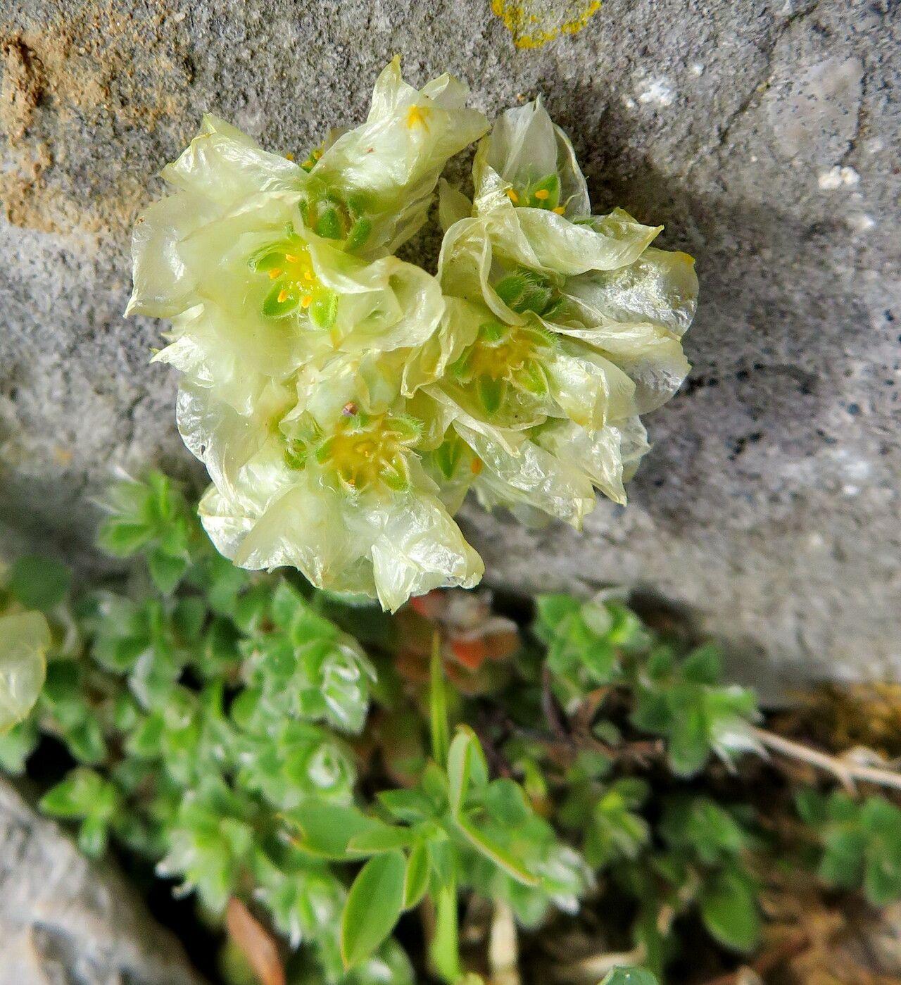 Paronychia kapela