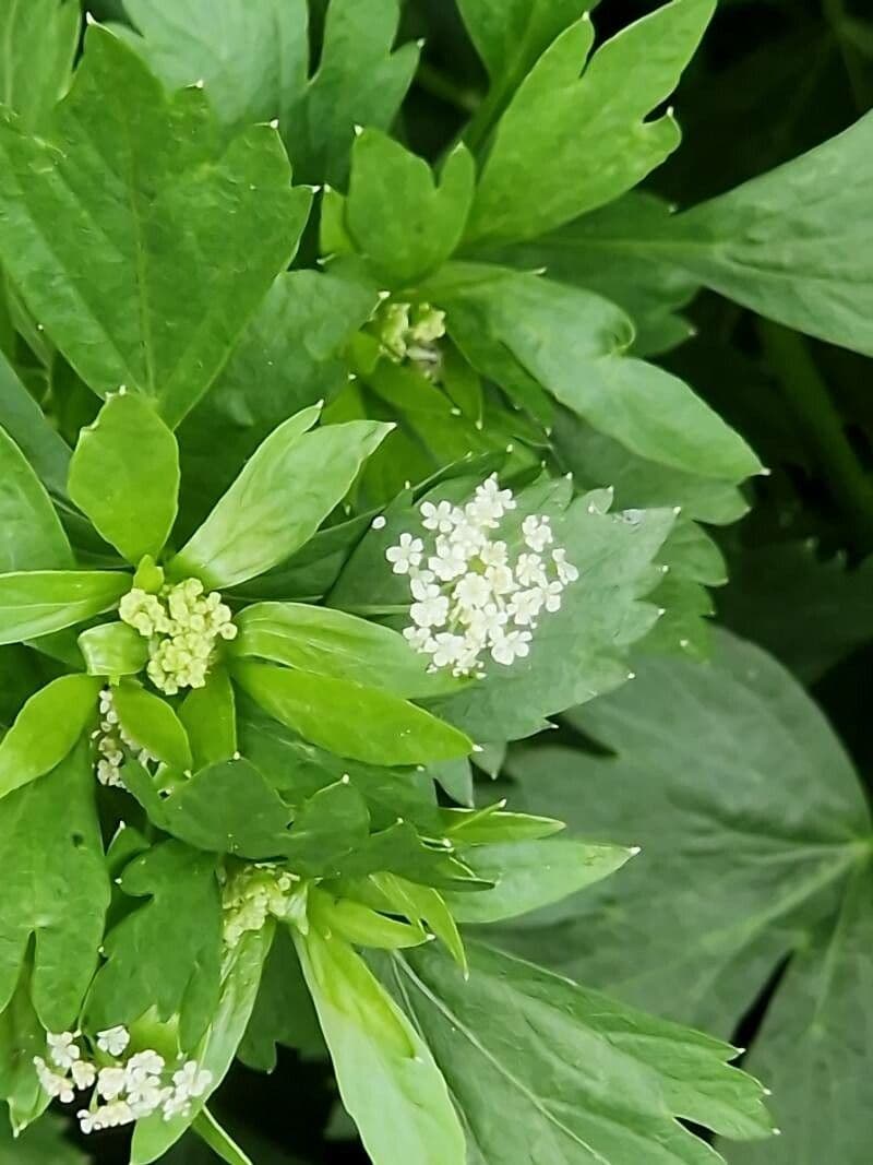 Apium graveolens