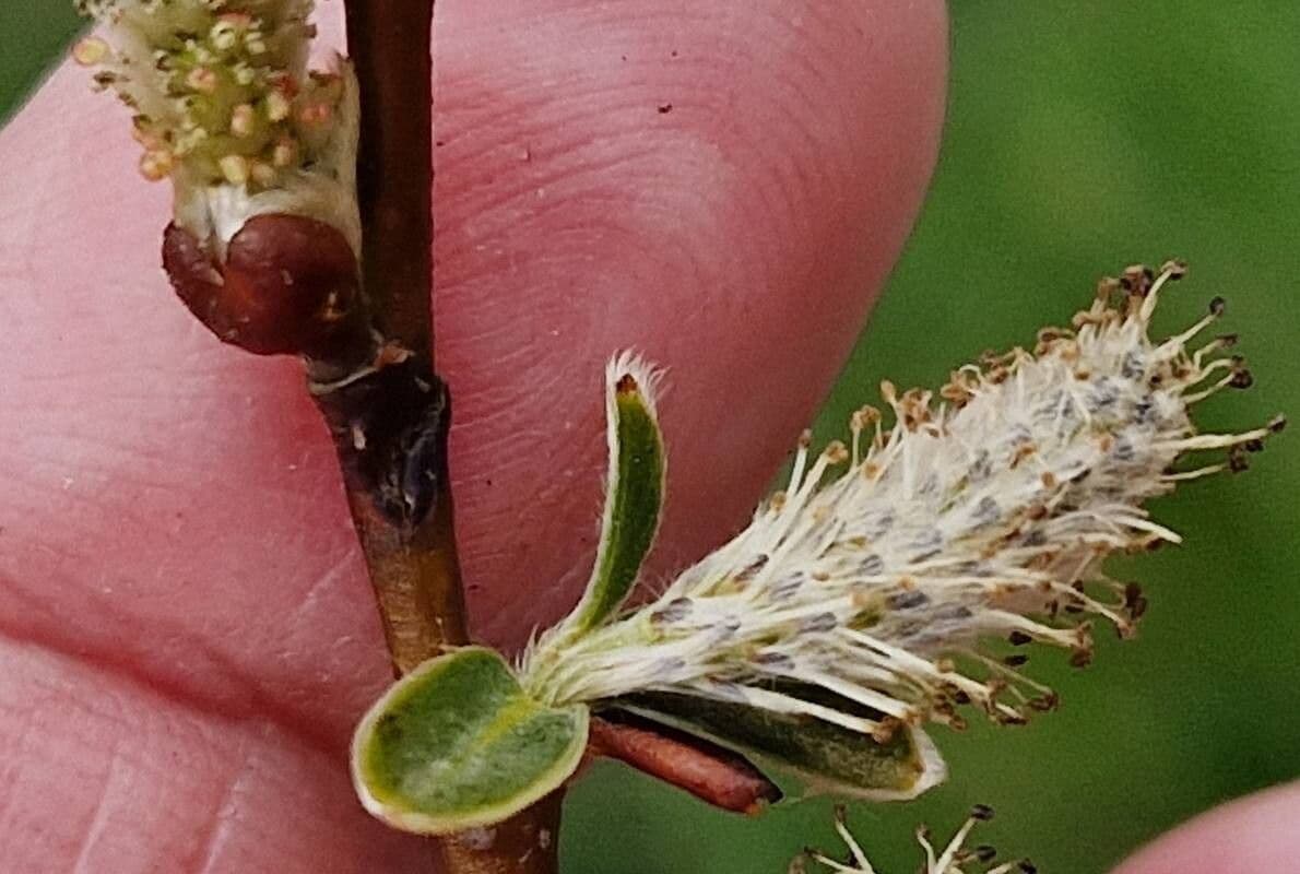 Salix foetida