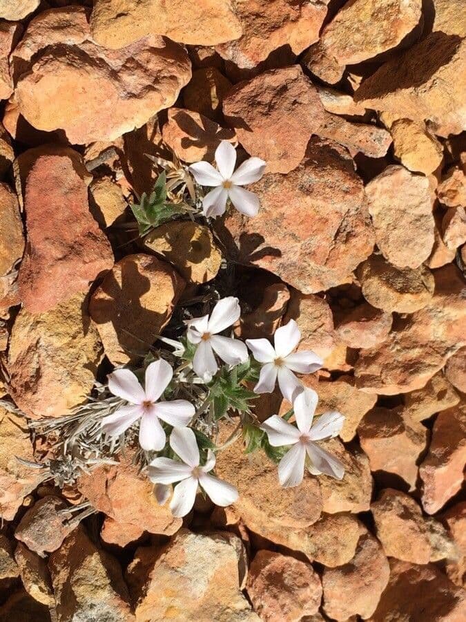 Phlox hoodii