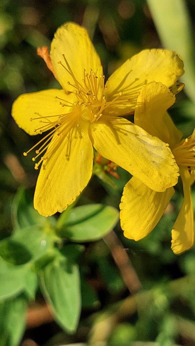 Hypericum maculatum