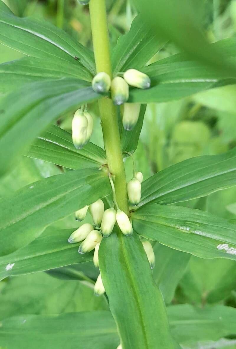 Polygonatum verticillatum