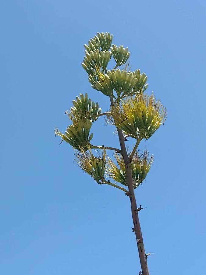 Agave sisalana