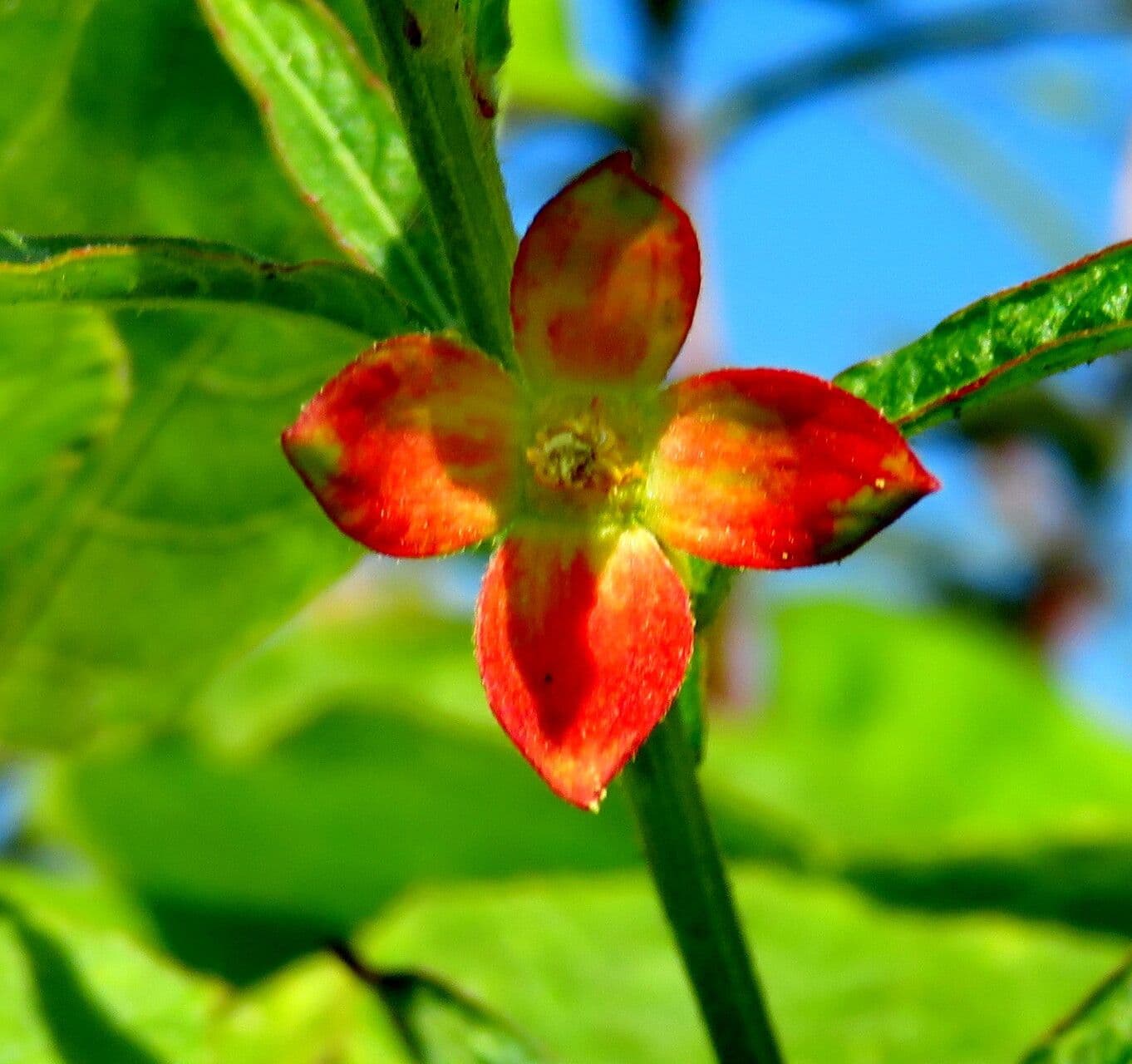 Ludwigia octovalvis