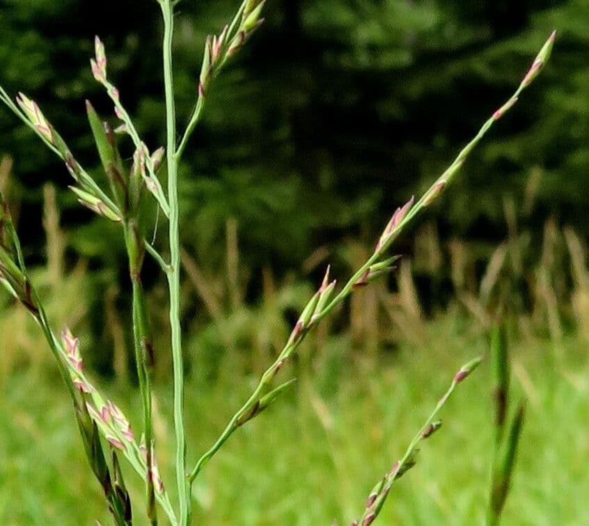 Glyceria maxima