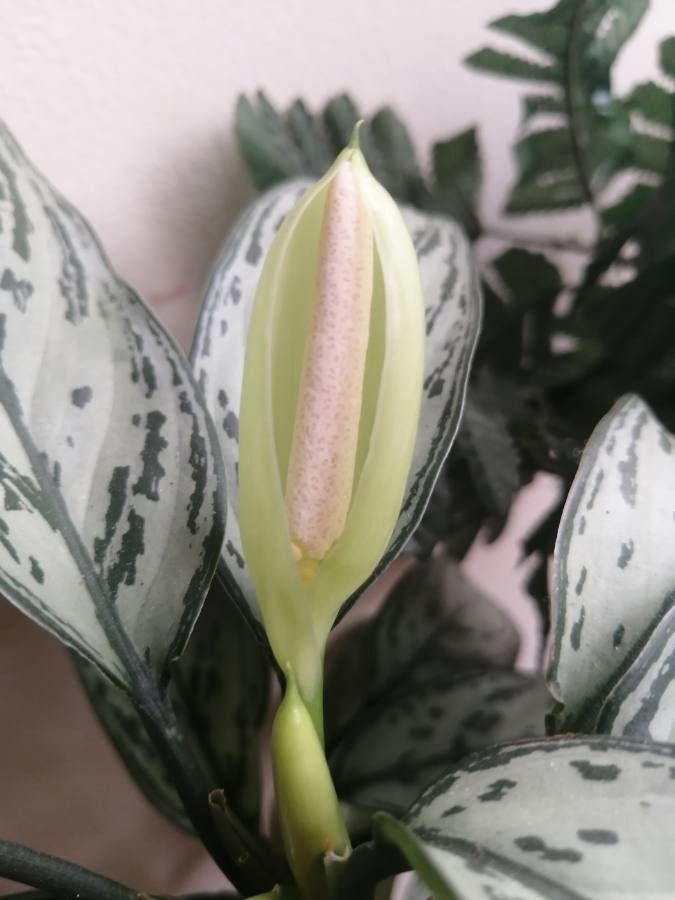 Aglaonema commutatum