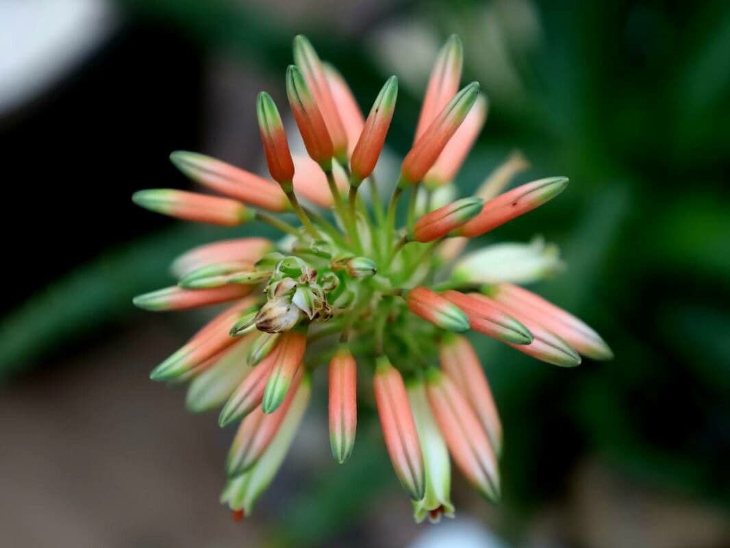 Aloe maculata