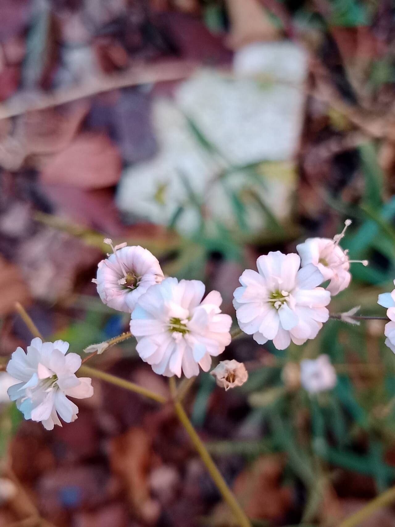 Gypsophila repens