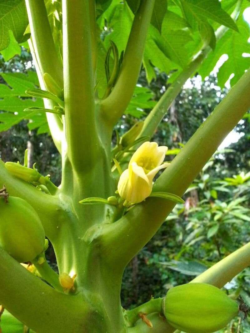 Carica papaya