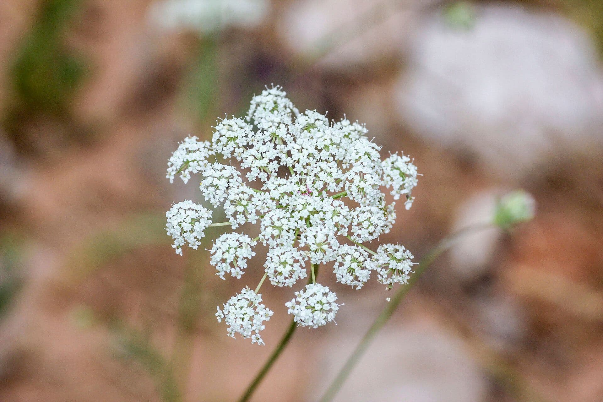 Pimpinella peregrina