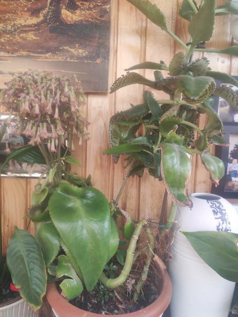 Kalanchoe ceratophylla