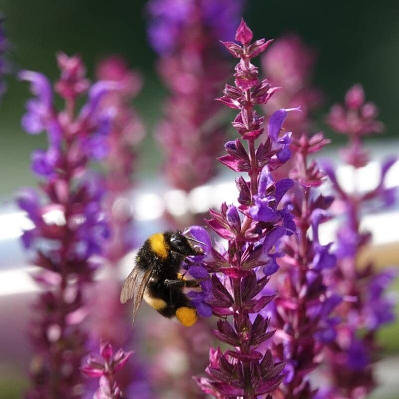 Salvia nemorosa