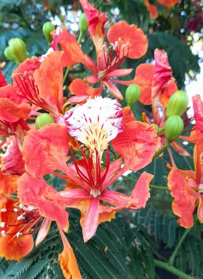 Delonix regia