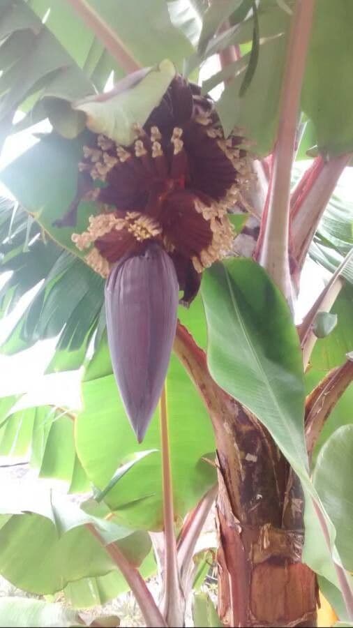 Musa paradisiaca