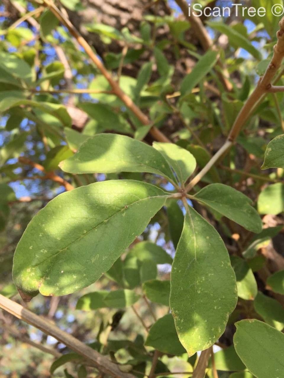 Vitex pooara