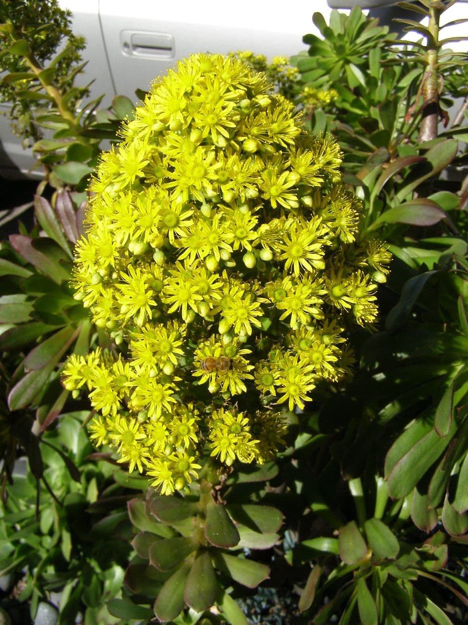 Aeonium arboreum