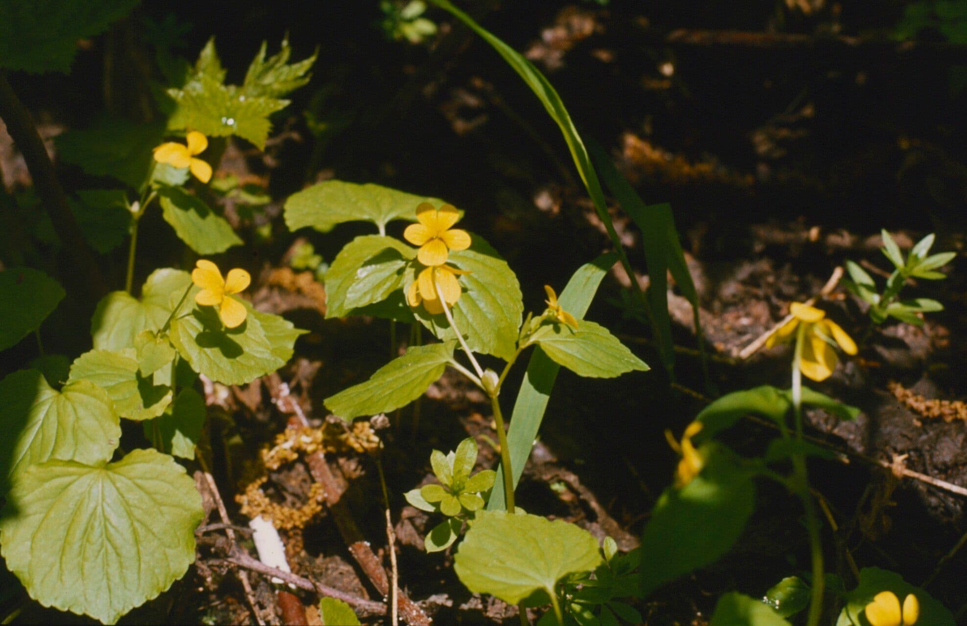 Viola glabella