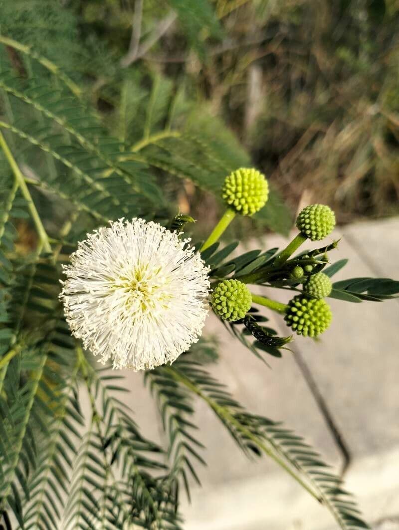 Leucaena leucocephala