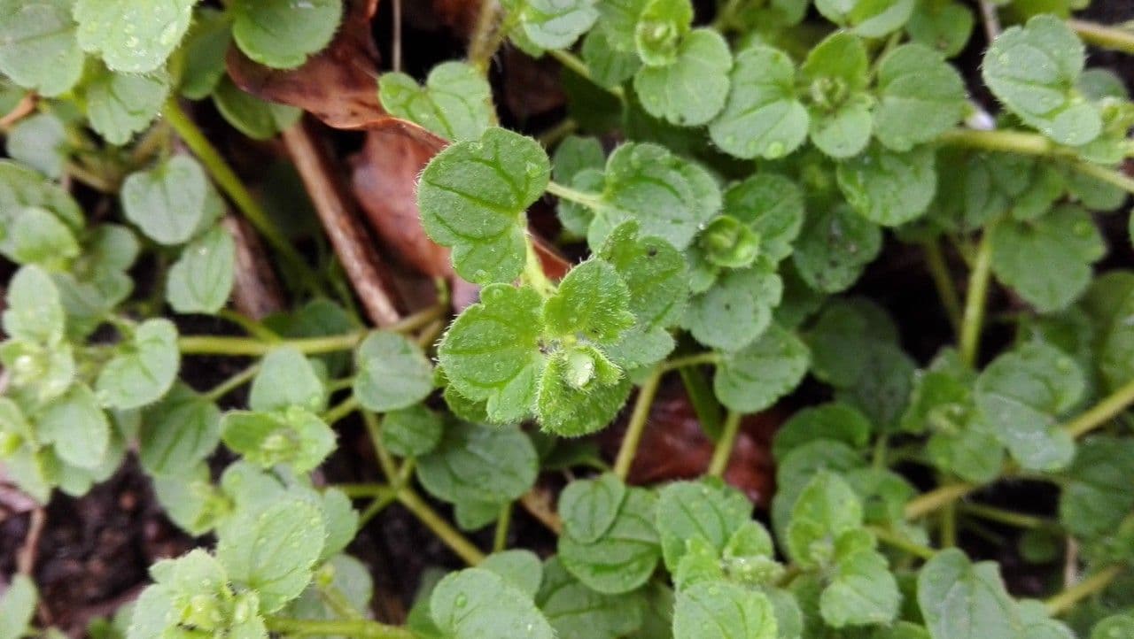 Veronica hederifolia