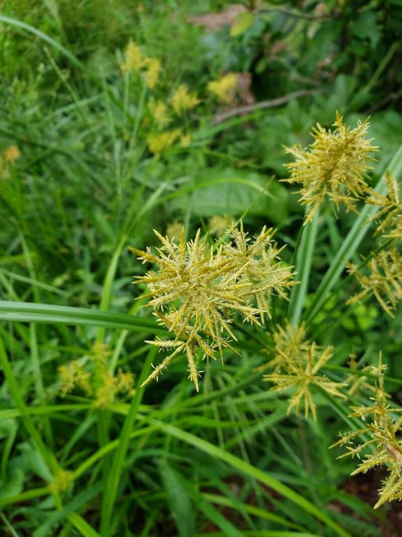 Cyperus esculentus