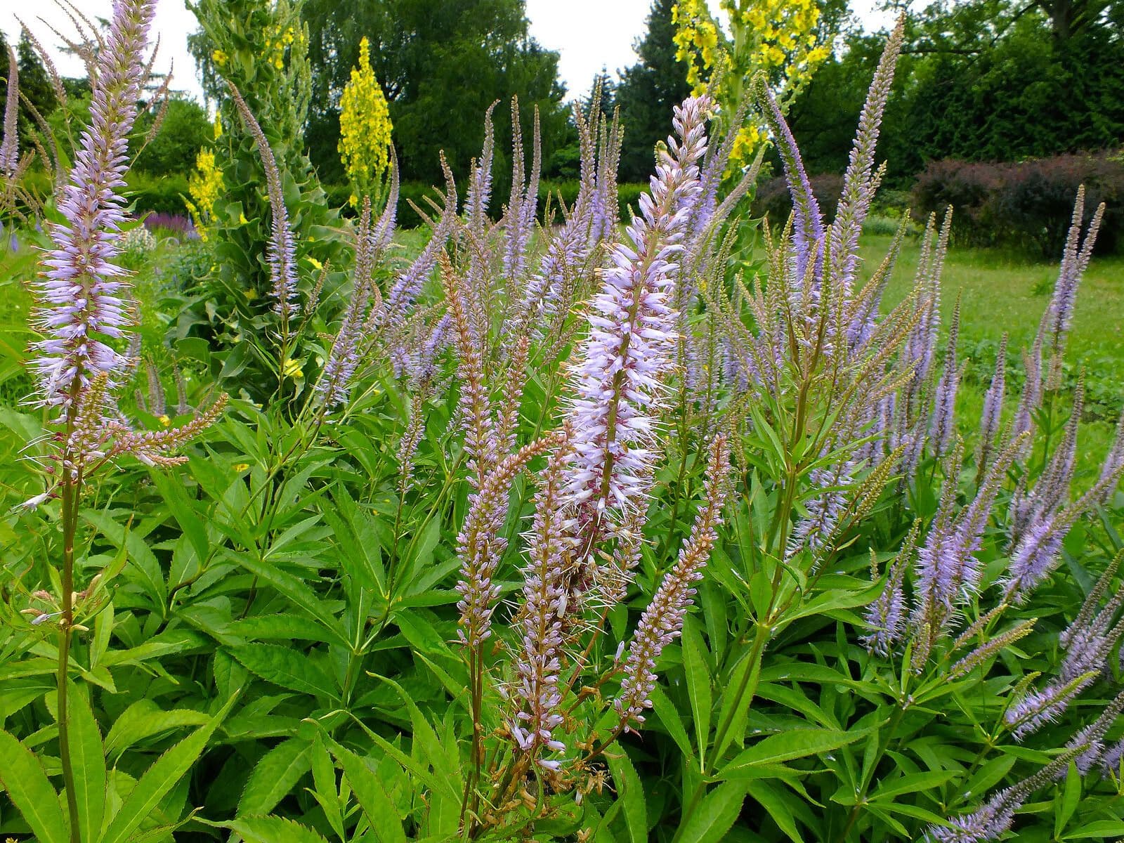 Veronicastrum sibiricum