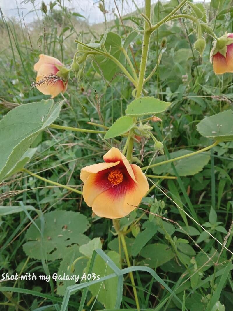 Abutilon hirtum